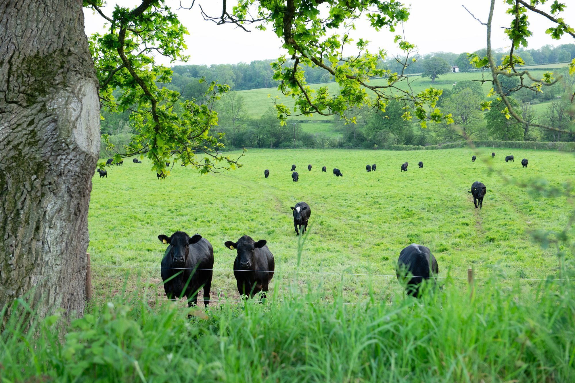 The cattle in the field next to Lower Wood Farmhouse, with the oak tree on the rise