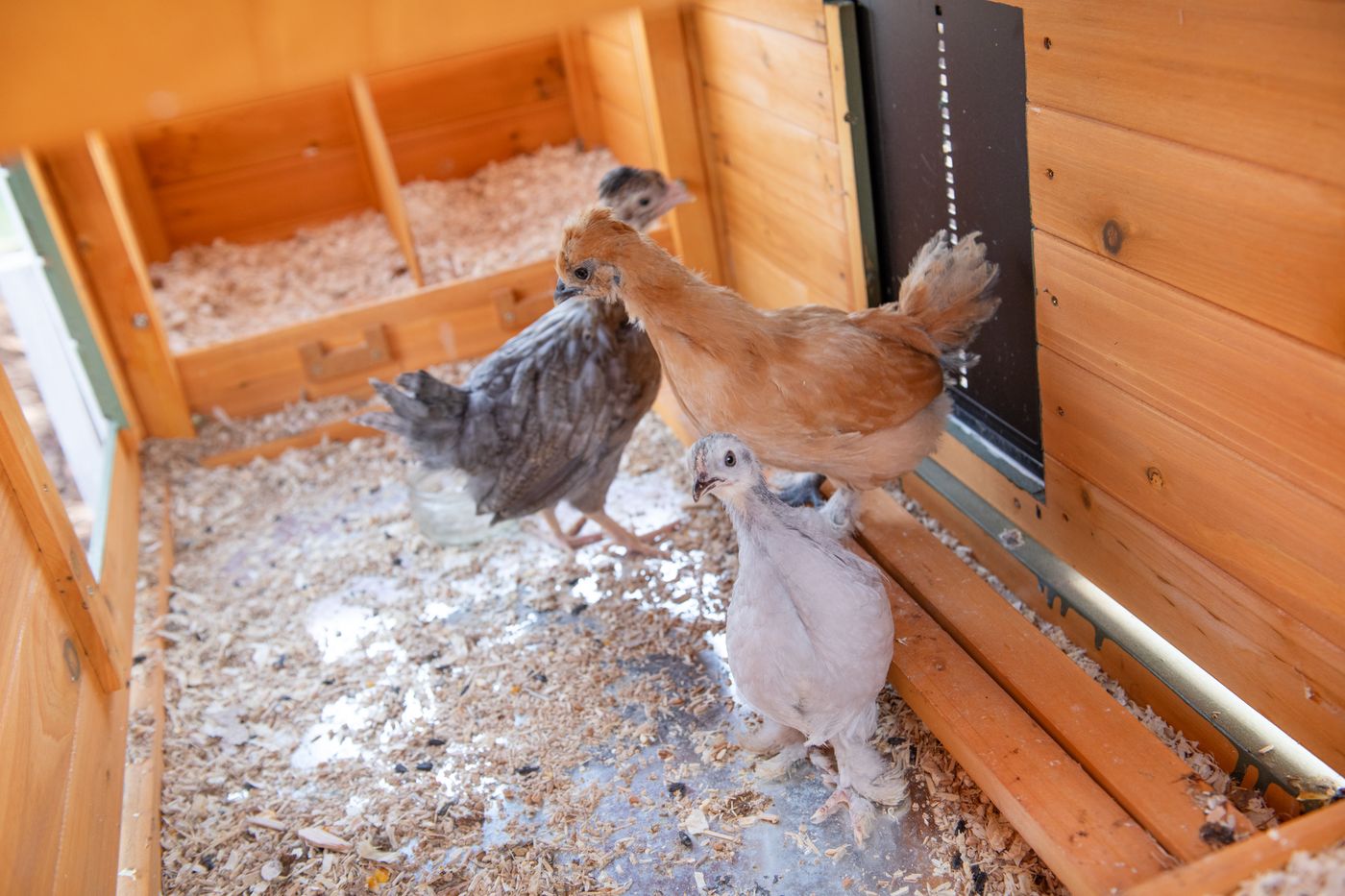 A hand placing a fresh egg into the nesting box
