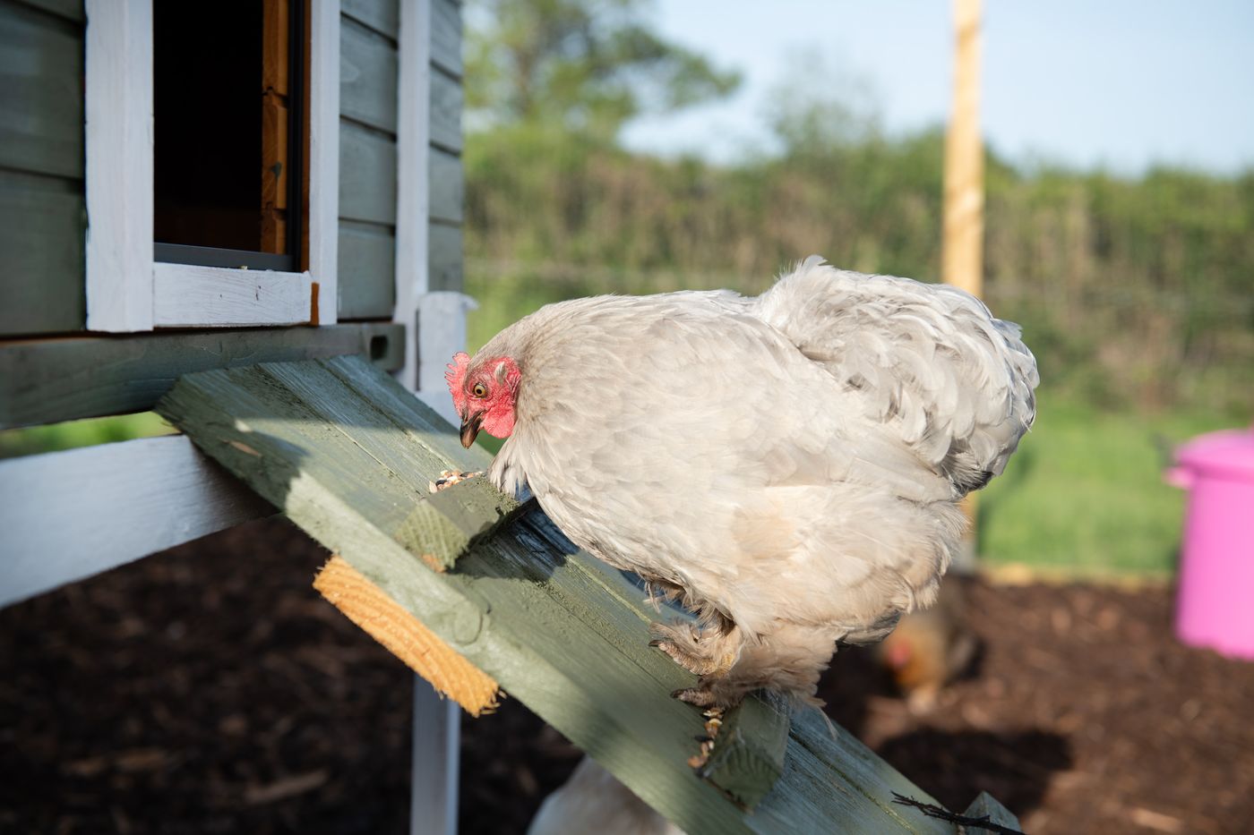 A white hen on the coop ramp