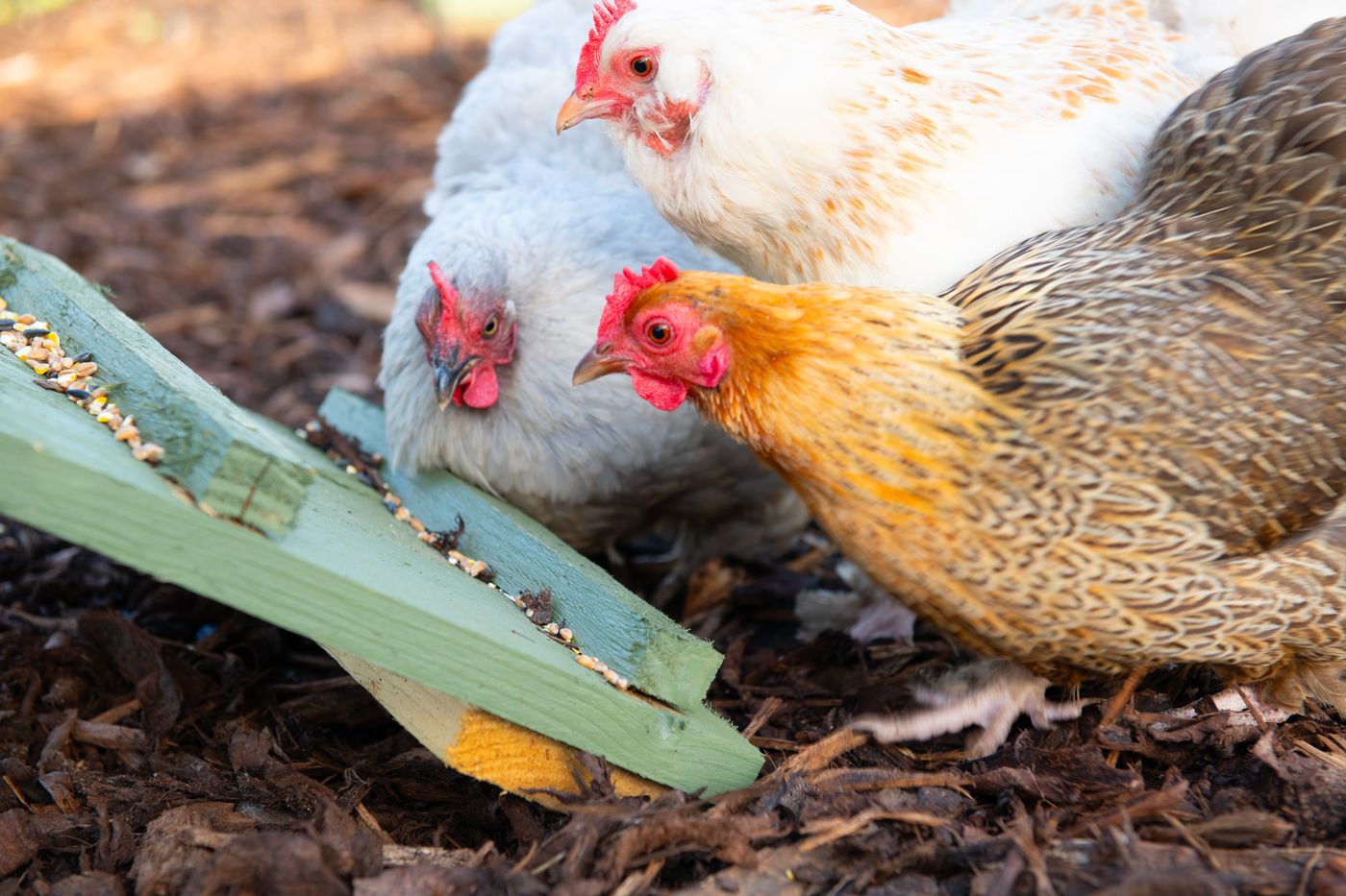 Three hens feeding from the feeder